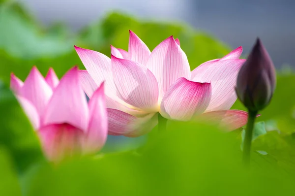 Schöner Lotus Voller Blüte Sommer — Stockfoto