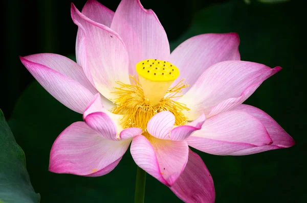 Schöner Lotus Voller Blüte Sommer — Stockfoto