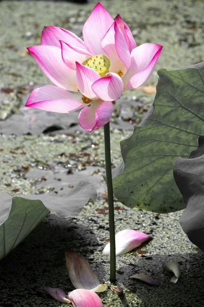 Beautiful Lotus Full Bloom Summer — Stock Photo, Image