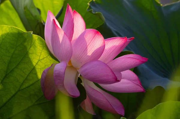 Schöner Lotus Voller Blüte Sommer — Stockfoto