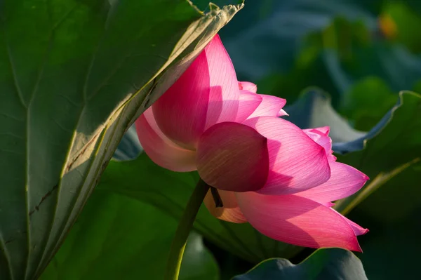 Indah Lotus Mekar Penuh Musim Panas — Stok Foto