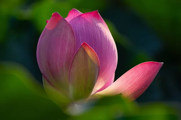 Beautiful Lotus Full Bloom Summer — Stock Photo, Image