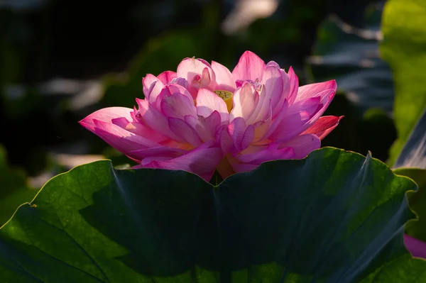 Vacker Lotus Full Blom Sommaren — Stockfoto