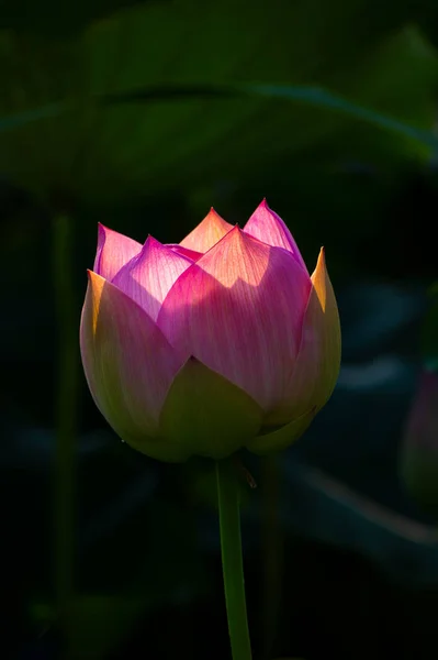 Belle Lotus Pleine Floraison Été — Photo