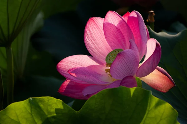 Belle Lotus Pleine Floraison Été — Photo