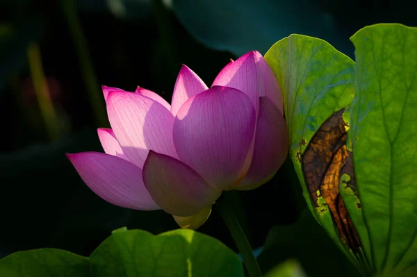 Hermoso Loto Plena Floración Verano — Foto de Stock