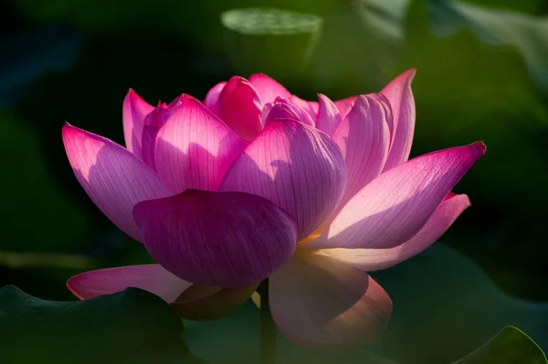 Schöner Lotus Voller Blüte Sommer — Stockfoto