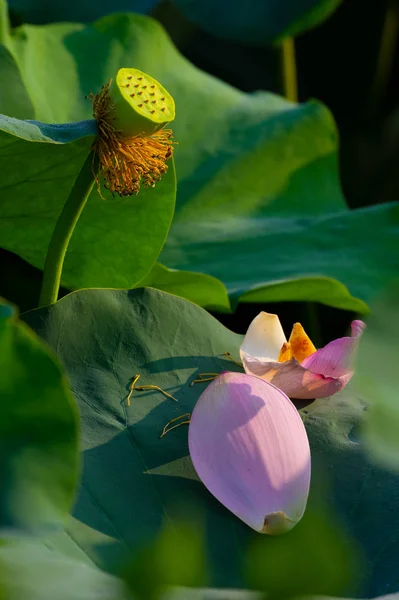 Bella Lotus Piena Fioritura Estate — Foto Stock