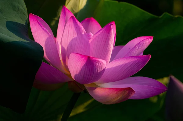 Schöner Lotus Voller Blüte Sommer — Stockfoto