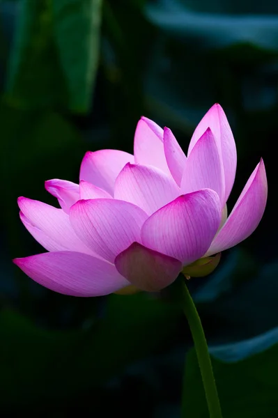 Beautiful Lotus Full Bloom Summer — Stock Photo, Image