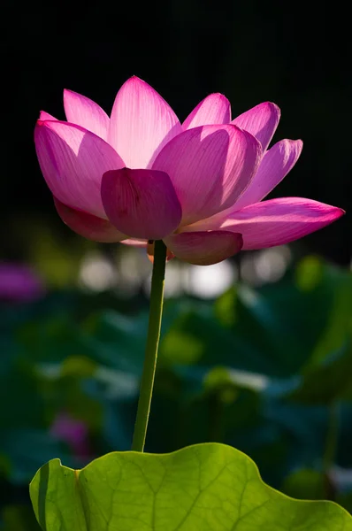 Schöner Lotus Voller Blüte Sommer — Stockfoto