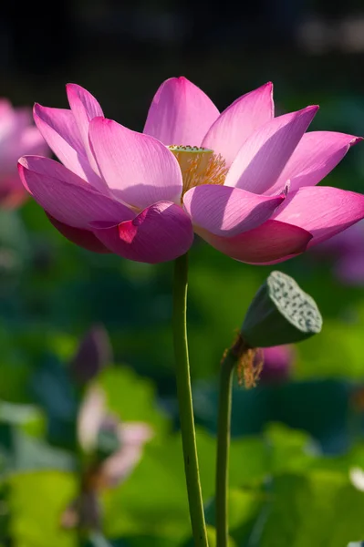 Schöner Lotus Voller Blüte Sommer — Stockfoto