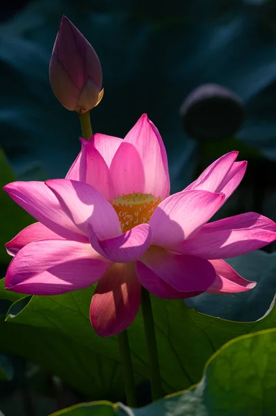 Schöner Lotus Voller Blüte Sommer — Stockfoto