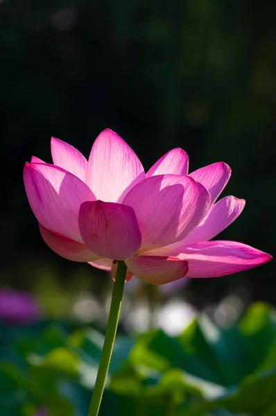 Schöner Lotus Voller Blüte Sommer — Stockfoto