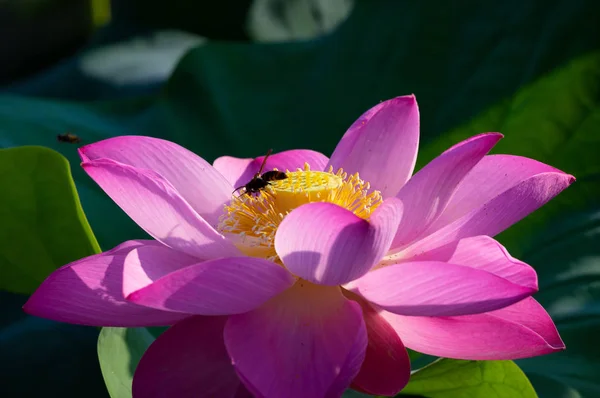 Schöner Lotus Voller Blüte Sommer — Stockfoto