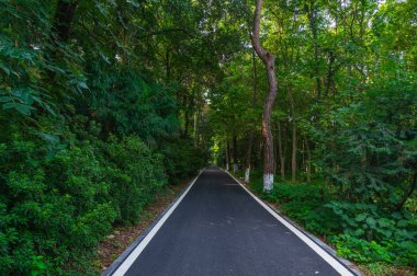 Wuhan Botanik Bahçesi'nin yaz manzarası