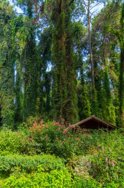 Wuhan Botanik Bahçesi'nin yaz manzarası