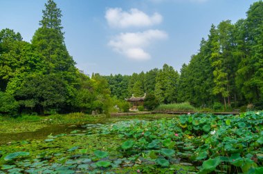 Wuhan Botanik Bahçesi'nin yaz manzarası