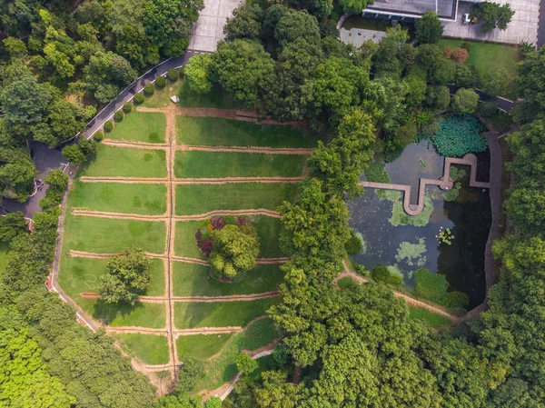 Wuhan Botanik Bahçesi yaz büyüleyici hava sahne