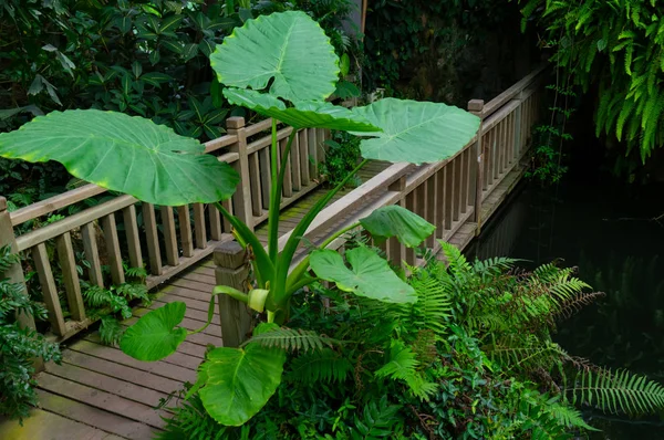 Paesaggio Estivo Del Giardino Botanico Wuhan — Foto Stock