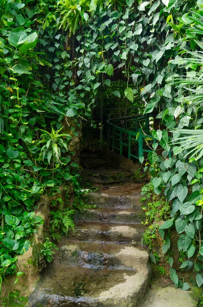 Καλοκαιρινό Τοπίο Του Βοτανικός Κήπος Γουχάν — Φωτογραφία Αρχείου