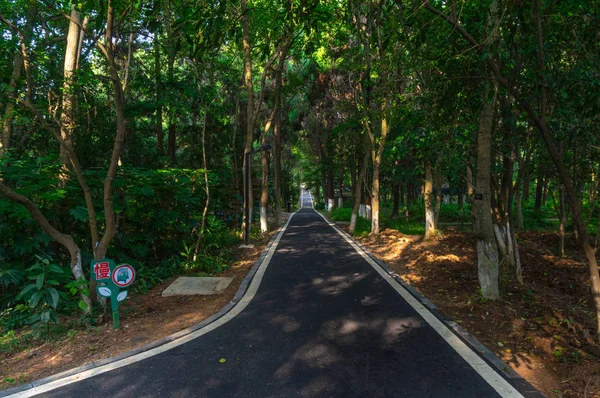 Wuhan Botanik Bahçesi'nin yaz manzarası