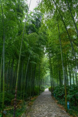 Yixing, Zhuhai, Jiangsu Eyaleti'nde yaz manzarası