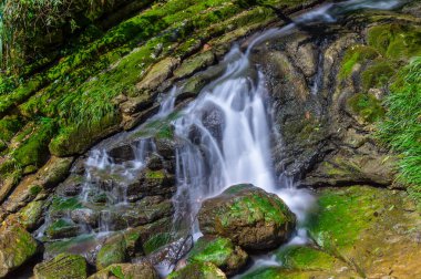 Yichang, Hubei'deki üç boğazlı bambu denizinin yaz manzarası