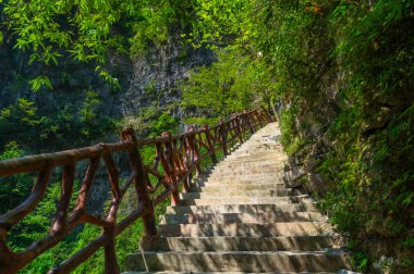 Yichang, Hubei'deki üç boğazlı bambu denizinin yaz manzarası