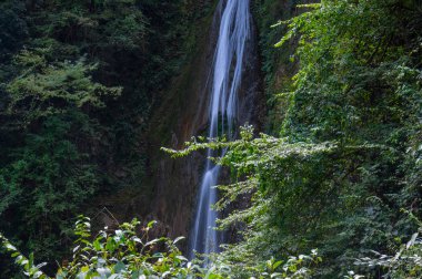 Yichang, Hubei'deki üç boğazlı bambu denizinin yaz manzarası