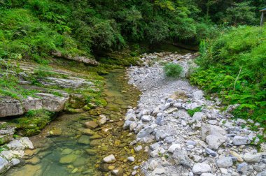Yichang, Hubei'deki üç boğazlı bambu denizinin yaz manzarası
