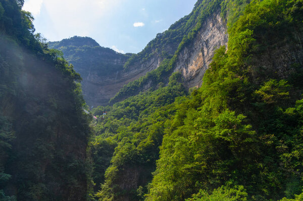 Summer scenery of the Three Gorges sea of bamboo in Yichang, Hubei