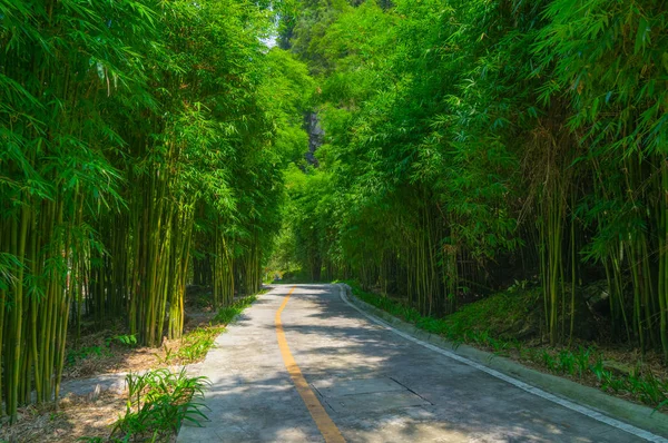 Paisaje Verano Del Mar Bambú Las Tres Gargantas Yichang Hubei — Foto de Stock