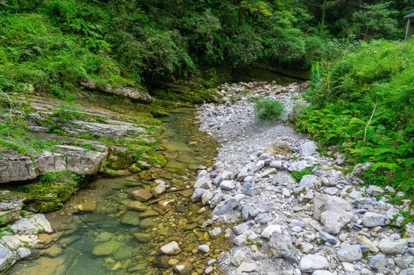 Yichang, Hubei'deki üç boğazlı bambu denizinin yaz manzarası