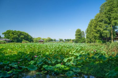 Wuhan, Hubei 'deki Doğu Gölü Turizm Manzarası