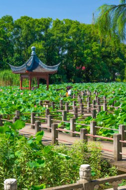 Wuhan, Hubei 'deki Doğu Gölü Turizm Manzarası