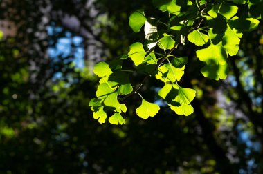 Hubei Wuhan yaz şehri gökyüzü manzarası