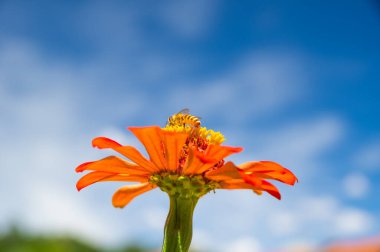 Hubei Wuhan yaz şehri gökyüzü manzarası