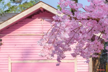 Donghu Manzaralı Oyun Sahası, Wuhan, Hubei, Çin