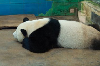 Wuhan Hayvanat Bahçesindeki sevimli dev panda.