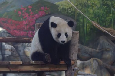 Wuhan Hayvanat Bahçesindeki sevimli dev panda.