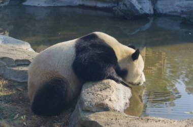 Wuhan Hayvanat Bahçesindeki sevimli dev panda.