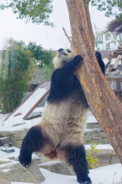 Wuhan Hayvanat Bahçesindeki sevimli dev panda.