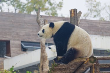 Wuhan Hayvanat Bahçesindeki sevimli dev panda.