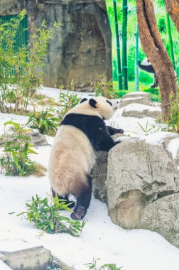 Wuhan Hayvanat Bahçesindeki sevimli dev panda.