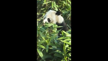 Wuhan Hayvanat Bahçesindeki sevimli dev panda.
