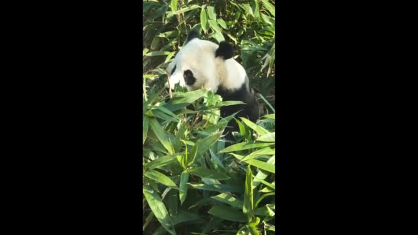 Lindo Panda Gigante Zoológico Wuhan — Vídeos de Stock