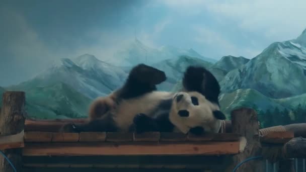 Den Söta Jättepandan Wuhan Zoo — Stockvideo
