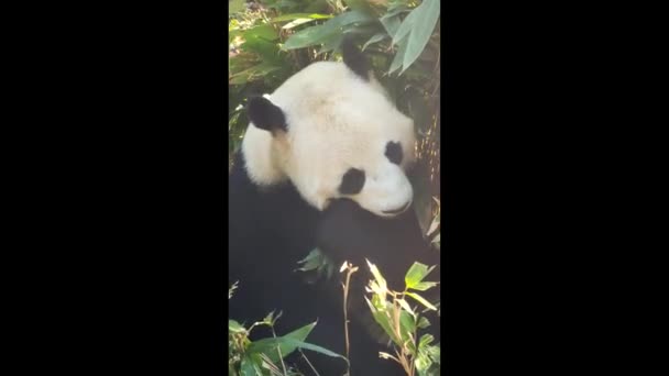 武漢動物園のかわいい巨人パンダ — ストック動画