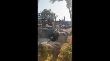 Wuhan Hayvanat Bahçesindeki sevimli dev panda.